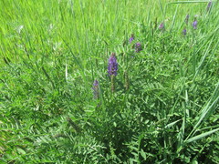 Astragalus austrosibiricus