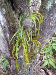 Psilotum complanatum