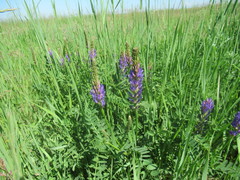 Astragalus austrosibiricus