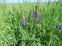 Astragalus austrosibiricus