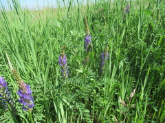 Astragalus austrosibiricus