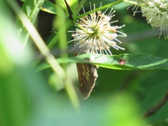 Poanes viator