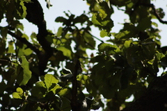 Myiopagis viridicata