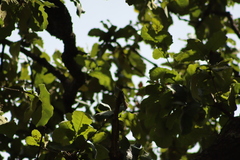 Myiopagis viridicata
