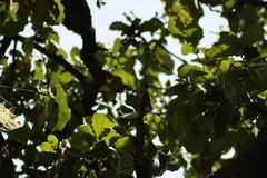 Myiopagis viridicata