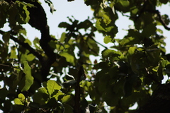Myiopagis viridicata