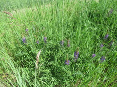 Astragalus austrosibiricus