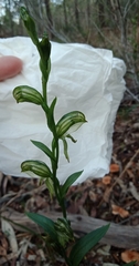 Pterostylis viriosa