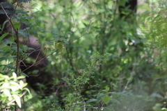Bouvardia ternifolia