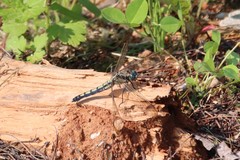Orthetrum lineostigma