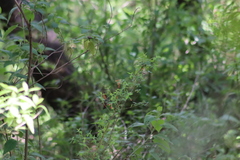 Bouvardia ternifolia