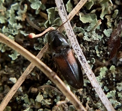 Ampedus pullus
