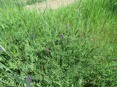 Astragalus austrosibiricus