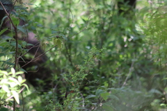 Bouvardia ternifolia