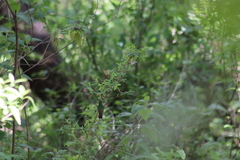 Bouvardia ternifolia
