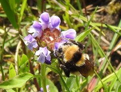 Bombus borealis