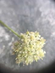 Cnidium cnidiifolium