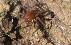 Amaurobius fenestralis