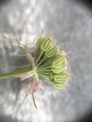 Cnidium cnidiifolium