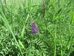 Astragalus austrosibiricus