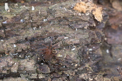 Amaurobius fenestralis