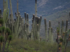Cephalocereus macrocephalus