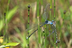 Lestes eurinus