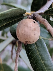 Andricus vacciniifoliae