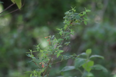 Bouvardia ternifolia
