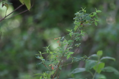 Bouvardia ternifolia