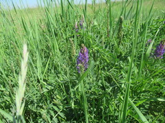 Astragalus austrosibiricus