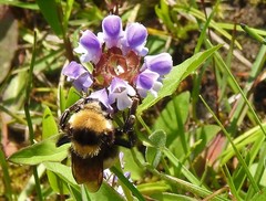 Bombus borealis