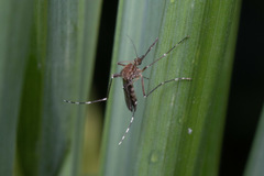 Aedes canadensis canadensis