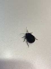 Discocephalinae