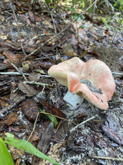 Russula hixsonii