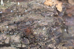 Amaurobius fenestralis