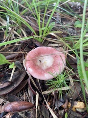 Russula hixsonii