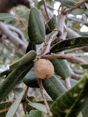 Andricus vacciniifoliae