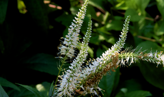 Veronicastrum