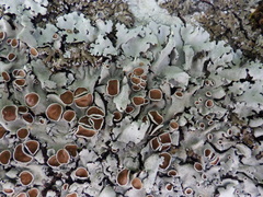 Parmelina carporrhizans