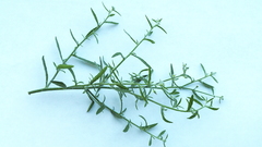 Johnstonella racemosa