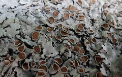 Parmelina carporrhizans