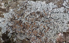 Parmelina carporrhizans