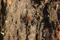 Amaurobius fenestralis