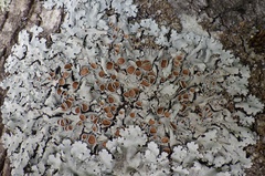 Parmelina carporrhizans