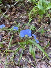 Commelina erecta