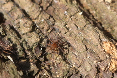 Amaurobius fenestralis