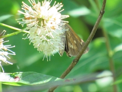 Poanes viator