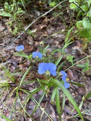 Commelina erecta