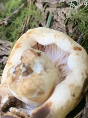 Russula crassotunicata